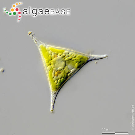 Pseudogoniochloris tripus (Pascher) Krienitz, E.Hegewald, Reymond & Peschke