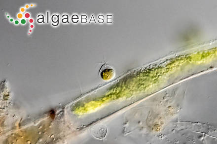 Chrysopyxis globosa Pascher