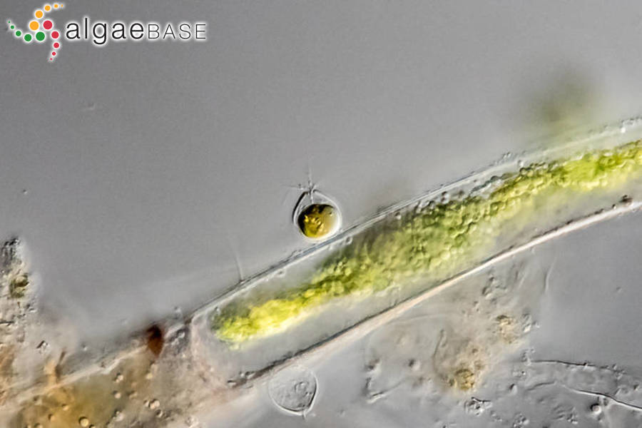 Chrysopyxis globosa Pascher