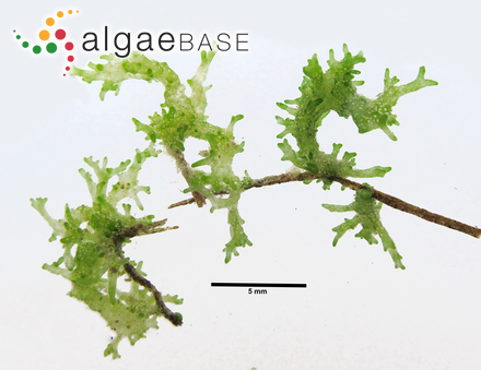 Navicula aboensis (Cleve) Hustedt