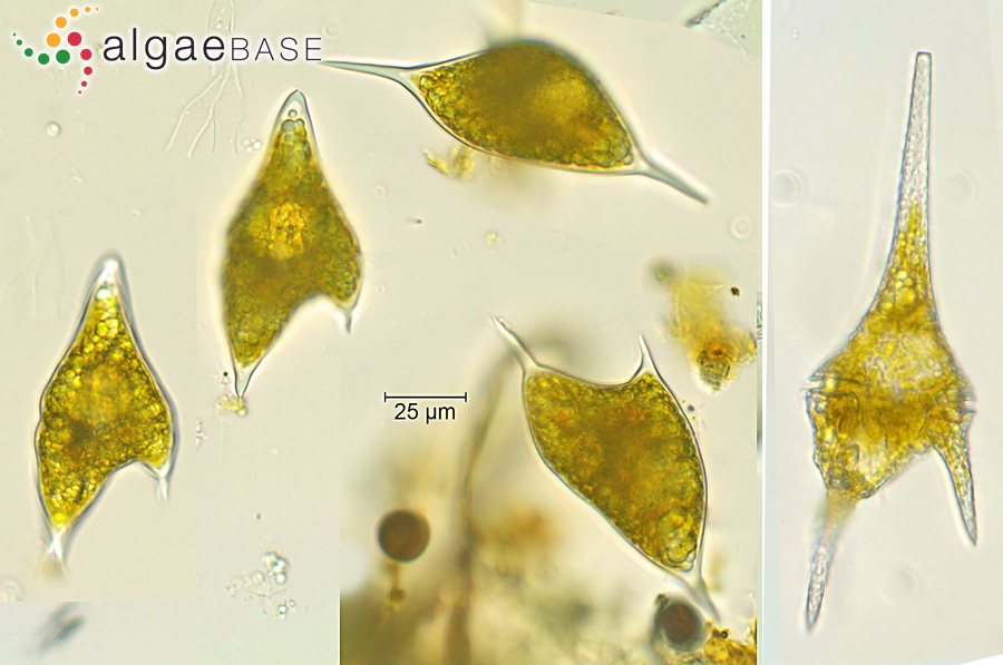 Ceratium furcoides (Levander) Langhans