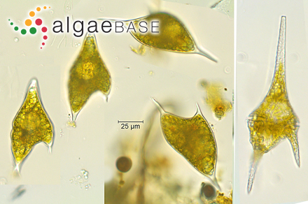 Ceratium furcoides (Levander) Langhans