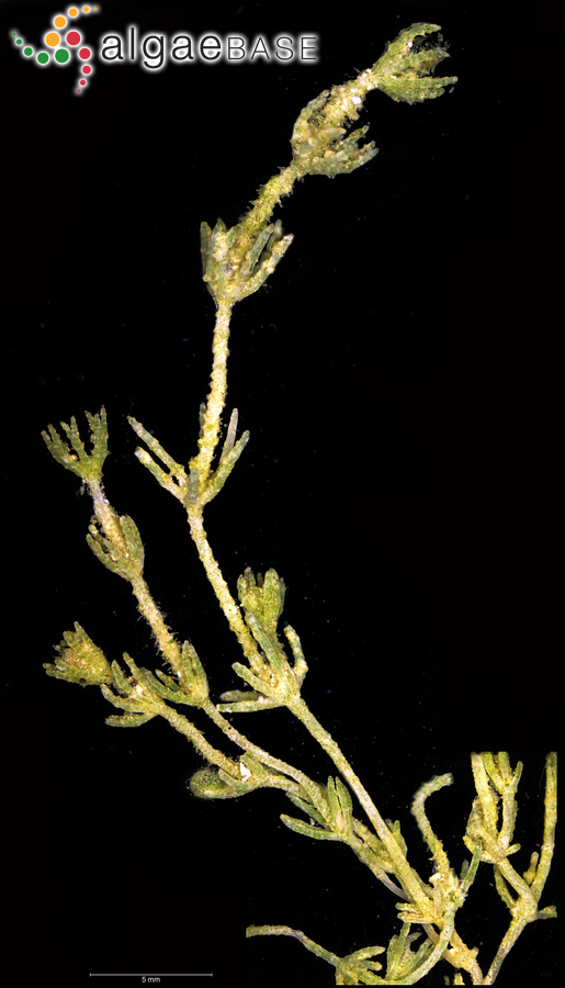 Chara aspera var. nodulifera A.Braun ex Leonhardi