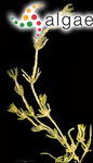 Chara globularis f. curta (Nolte ex Kützing) R.D.Wood