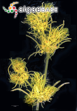 Tolypella glomerata (Desvaux) Leonhardi