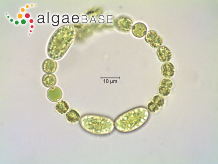 Dolichospermum Circinale Rabenhorst Ex Bornet Flahault P Wacklin L Hoffmann J Komarek 09 Algaebase