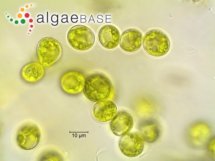 Draparnaldia mutabilis (Roth) Bory