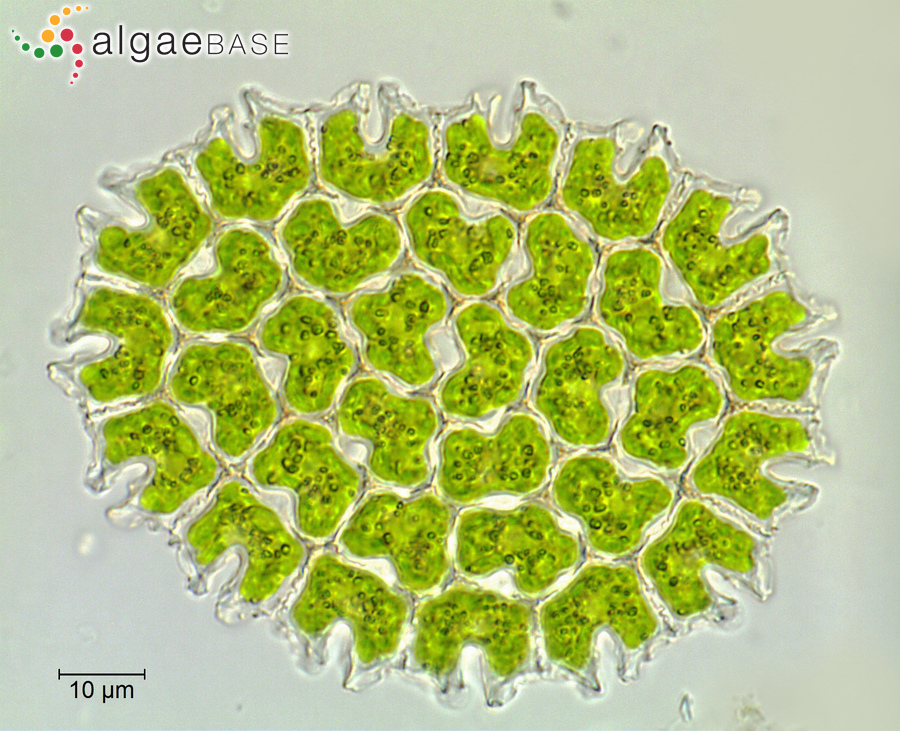 Pediastrum angulosum Ehrenberg ex Meneghini