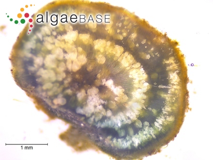 Navicula ilopangoensis Hustedt