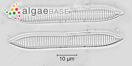 Tryblionella calida (Grunow) D.G.Mann