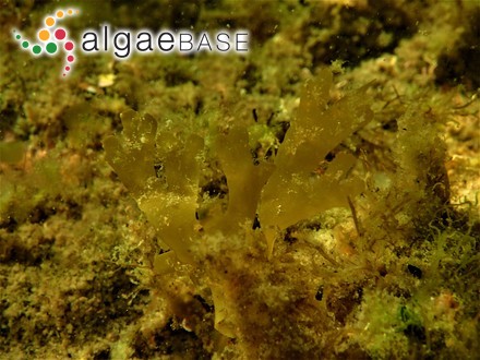 Navicula placenta Ehrenberg