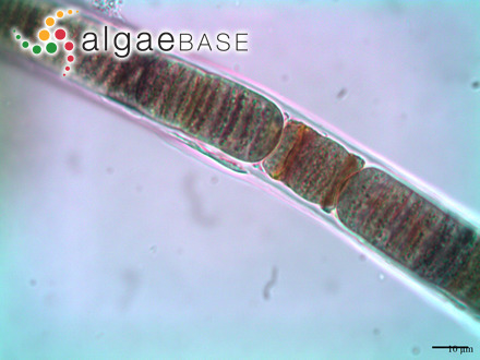 Affixifilum granulosum (Caires, Sant'Anna & Nunes) Lefler, D.E.Bertholdt & Laughinghouse