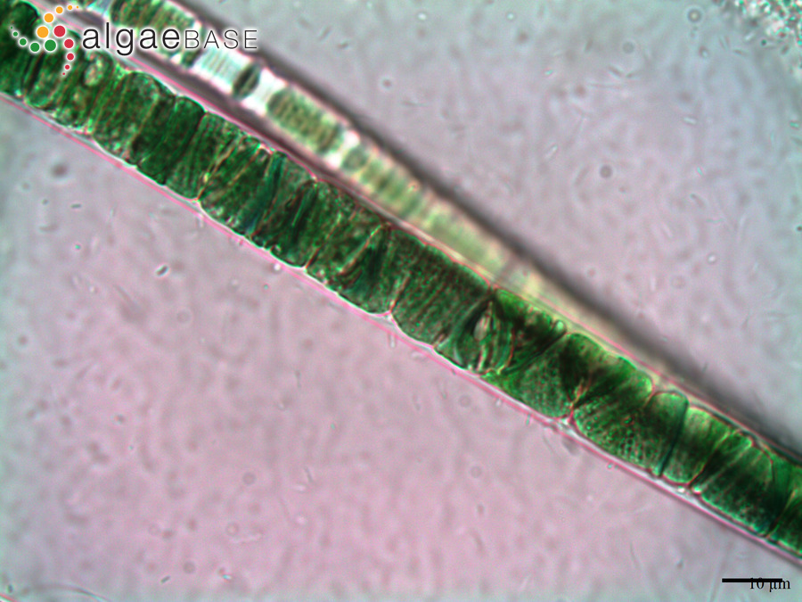 Neolyngbya irregularis Caires, Sant'Anna & J.M.C.Nunes