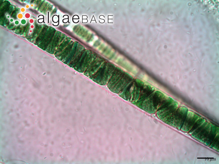 Neolyngbya irregularis Caires, Sant'Anna & J.M.C.Nunes