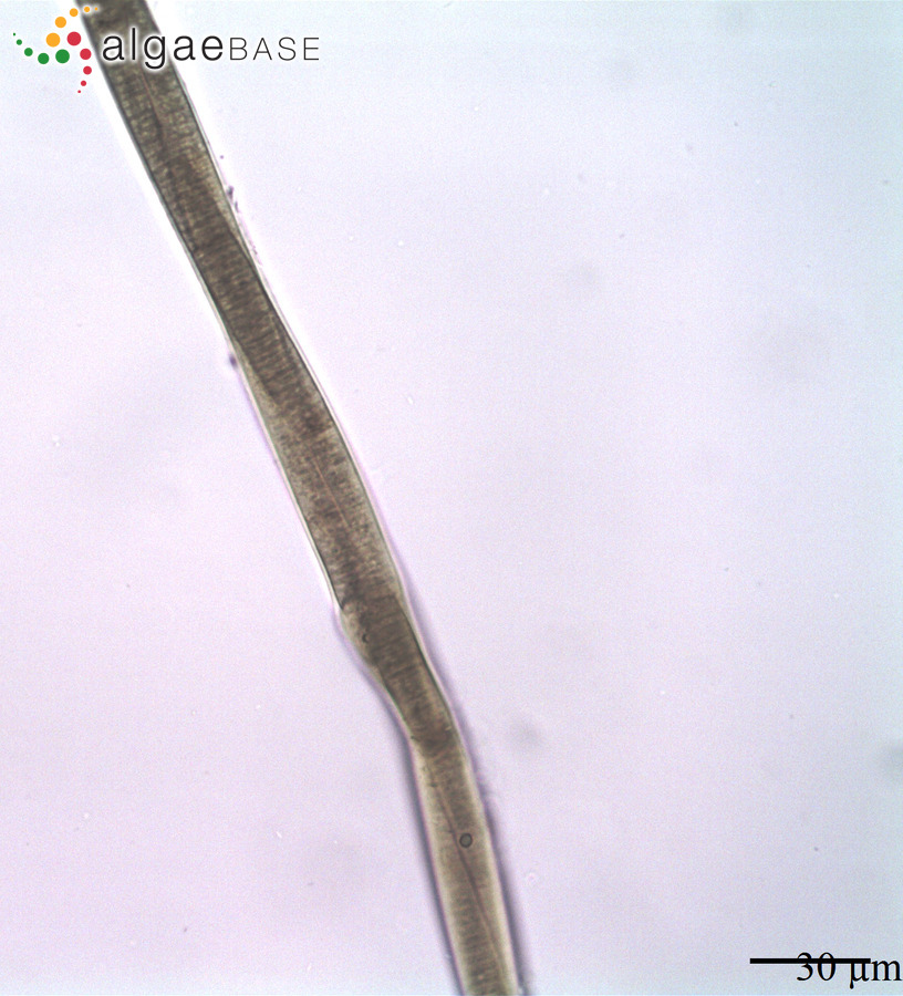 Neolyngbya nodulosa Caires, Sant'Anna & J.M.C.Nunes