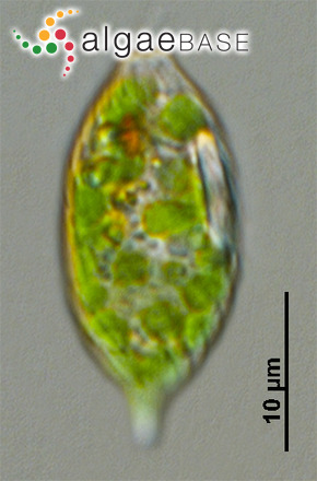 Lepocinclis cylindrica (Korshikov) W.Conrad
