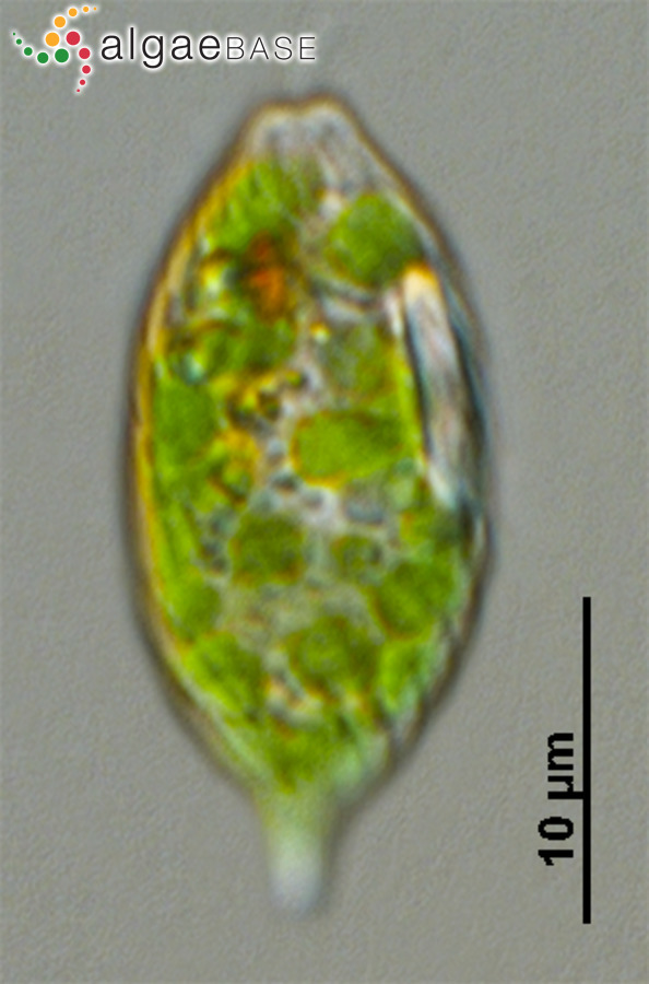 Lepocinclis cylindrica (Korshikov) W.Conrad