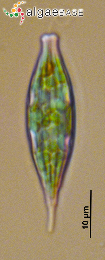 Lepocinclis marssonii Lemmermann