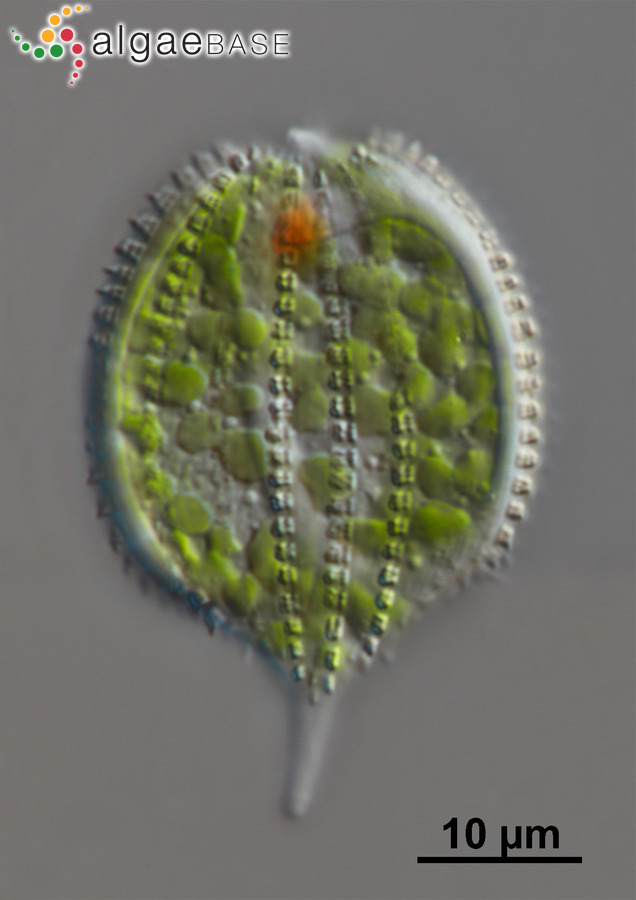 Lepocinclis hispidula (Eichwald) Daday
