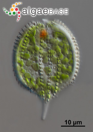 Lepocinclis hispidula (Eichwald) Daday