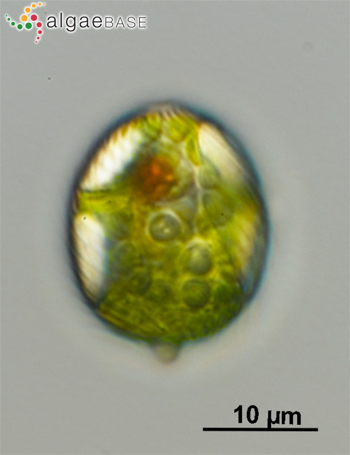 Lepocinclis globulus Perty