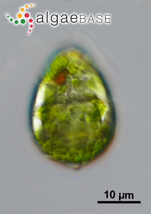 Nitzschia linearis var. tenuis (W.Smith) Grunow