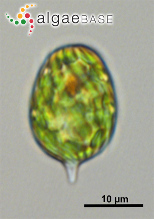 Lepocinclis ovum (Ehrenberg) Lemmermann