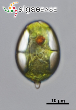 Lepocinclis ovum (Ehrenberg) Lemmermann