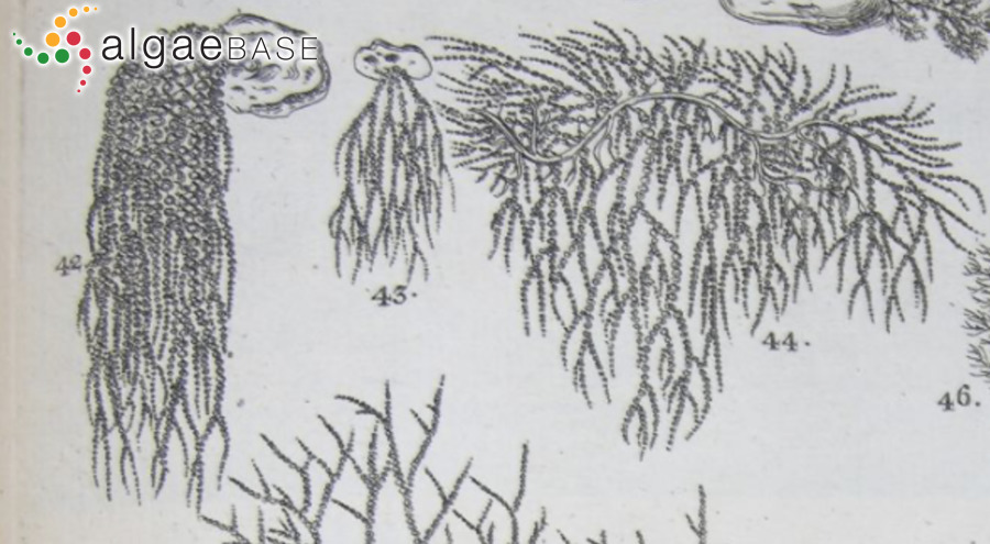 Batrachospermum gelatinosum (Linnaeus) De Candolle