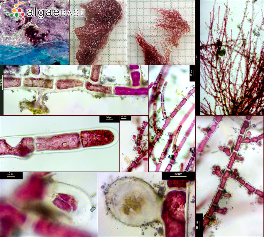 Aglaothamnion caudatum (J.Agardh) Feldmann-Mazoyer