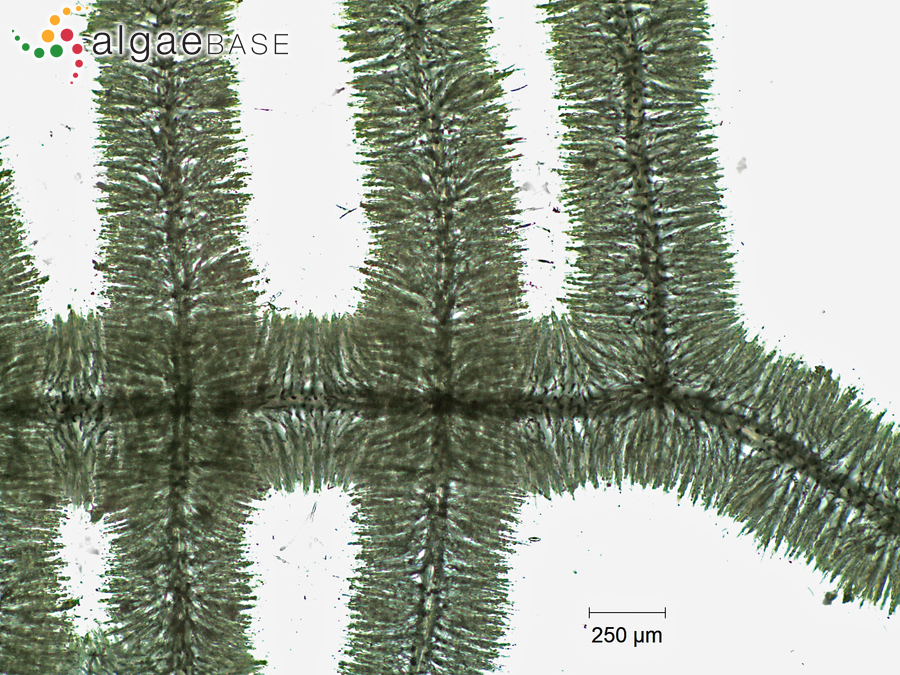 Paludicola turfosa (Bory) M.L.Vis & Necchi