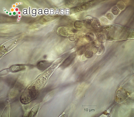 Chloromonas mirabilis (Pascher) Korshikov ex Ettl