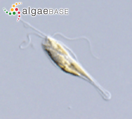 Pavlomulina ranunculiformis S.Sym, R.Pienaar & M.Kawachi