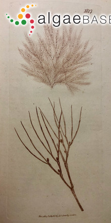 Monosporus pedicellatus (Smith) Solier