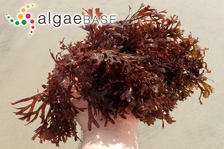 Rhodymenia corallina (Bory) Greville