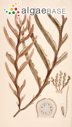 Seirococcus axillaris (R.Brown ex Turner) Greville