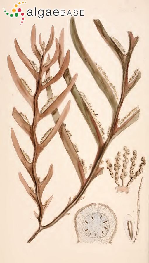 Seirococcus axillaris (R.Brown ex Turner) Greville