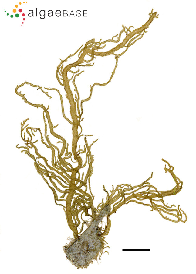 Cladosiphon occidentalis Kylin