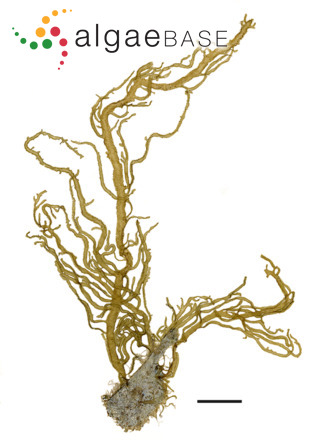 Cladosiphon occidentalis Kylin
