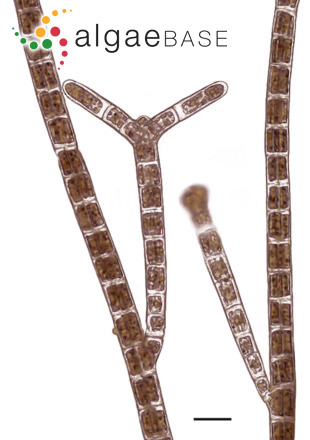 Sphacelaria rigidula Kützing