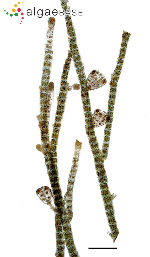 Sphacelaria novae-hollandiae Sonder