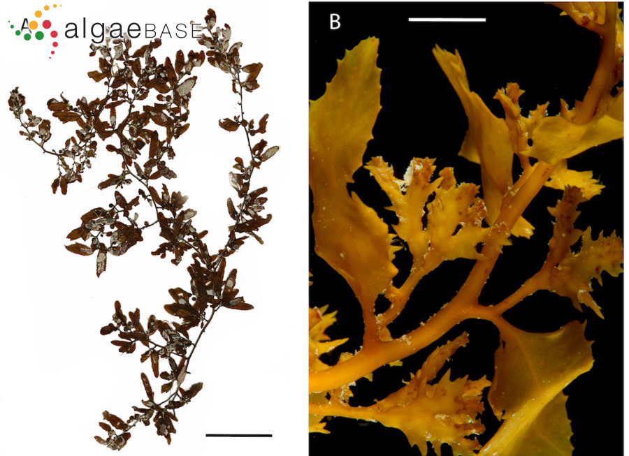 Sargassum hystrix J.Agardh