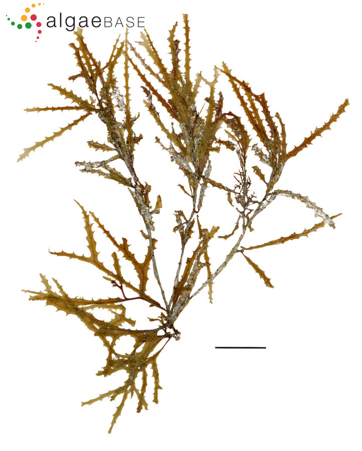 Sargassum furcatum Kützing