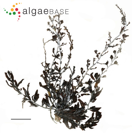 Sargassum lendigerum (Linnaeus) C.Agardh