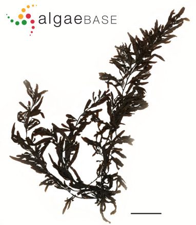 Sargassum cymosum C.Agardh
