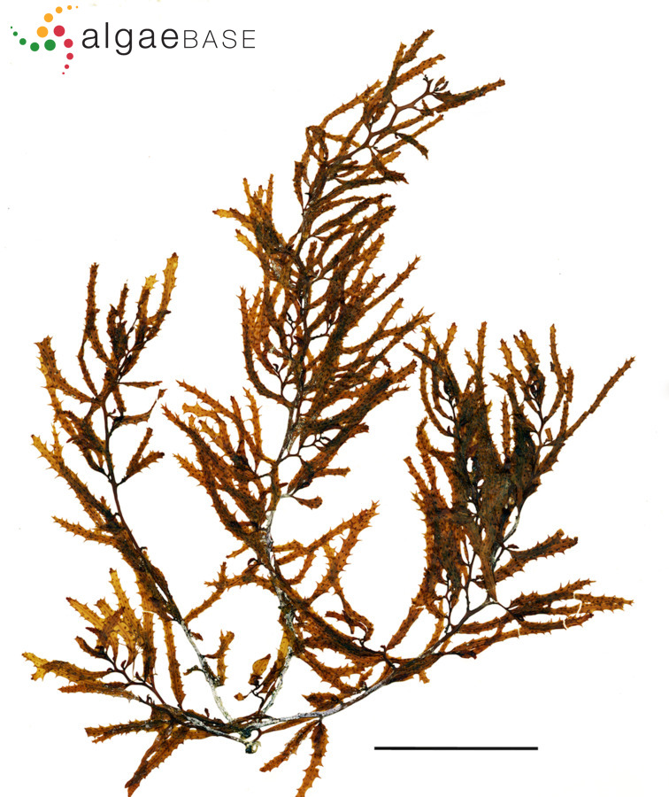 Sargassum platycarpum Montagne