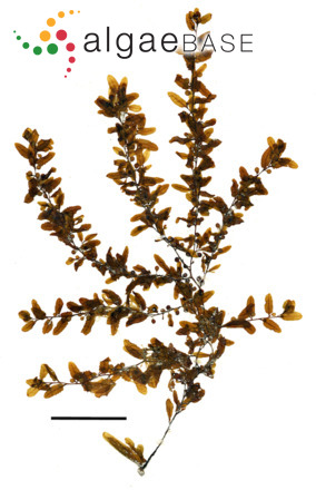 Sargassum polyceratium Montagne