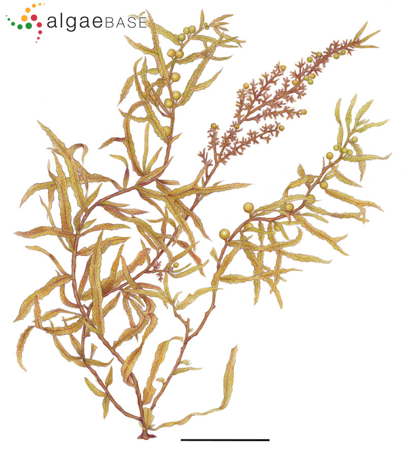 Sargassum ramifolium Kützing
