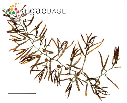 Sargassum pteropleuron Grunow