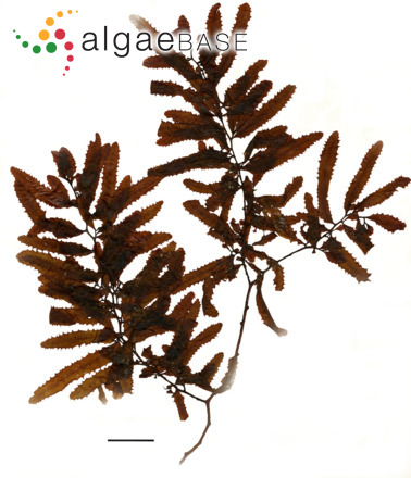 Sargassum vulgare C.Agardh